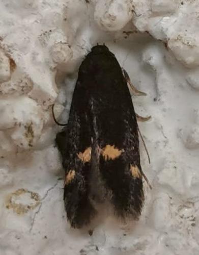 Borkhausenia minutella